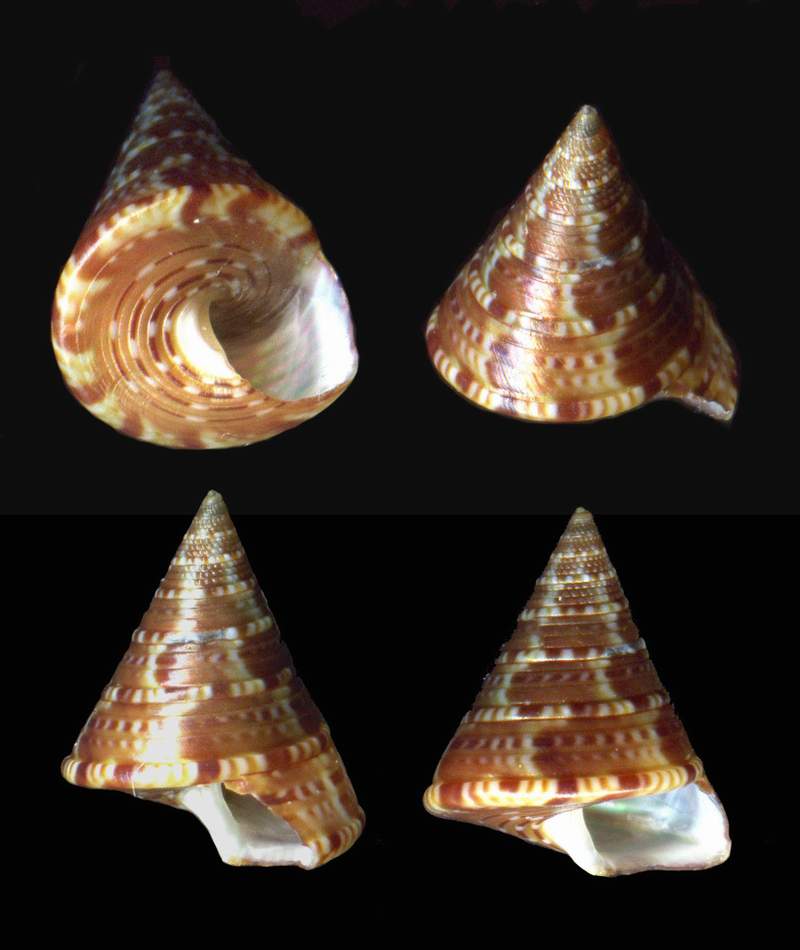 Calliostoma